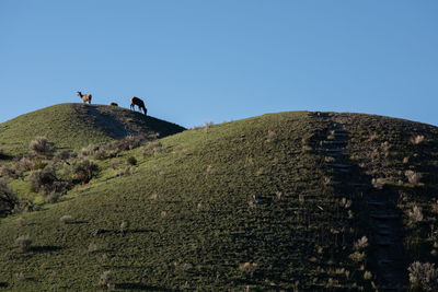 Low angle view of horse on hill against clear blue sky