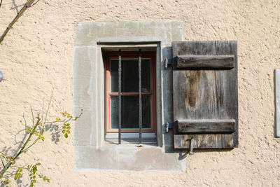 Plants growing through window