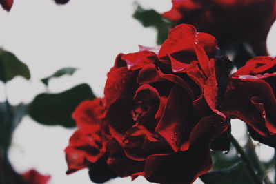 Close-up of red rose blooming outdoors