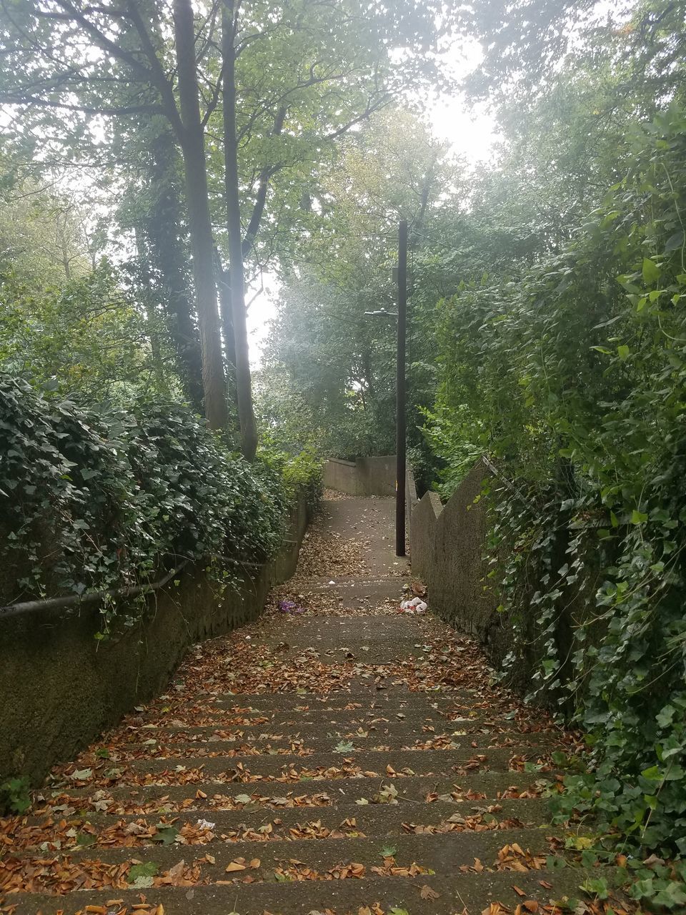 FOOTPATH AMIDST TREES DURING AUTUMN