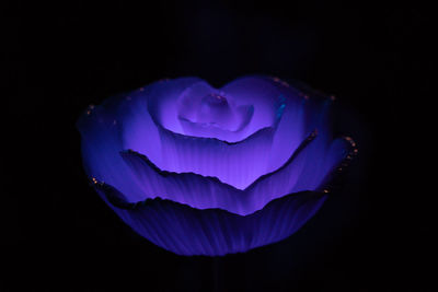 Close-up of purple flower against black background