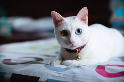 Close-up portrait of a siamese cat