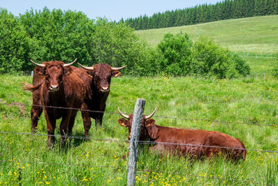 Cow in a field