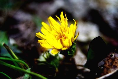 Close-up of yellow flower blooming outdoors