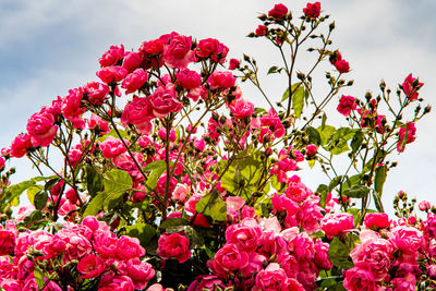 Low angle view of pink flowering plants