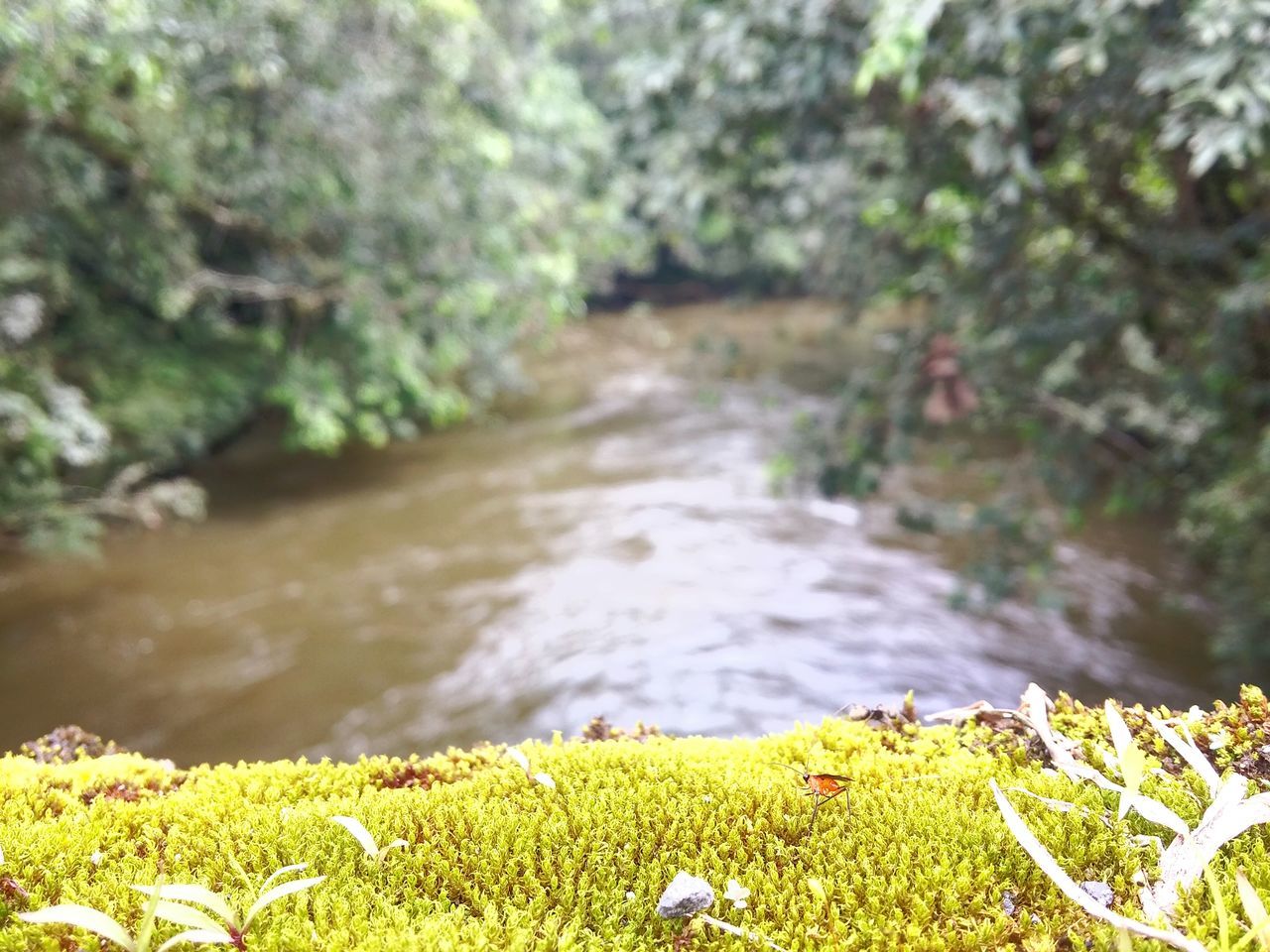 water, growth, plant, nature, flower, beauty in nature, tranquility, grass, tranquil scene, green color, freshness, scenics, day, focus on foreground, field, stream, outdoors, river, fragility, yellow