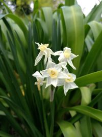 Close-up of white flowers blooming outdoors