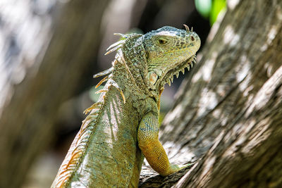 Close-up of a lizard on a tree