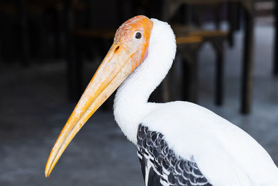 Close-up of bird