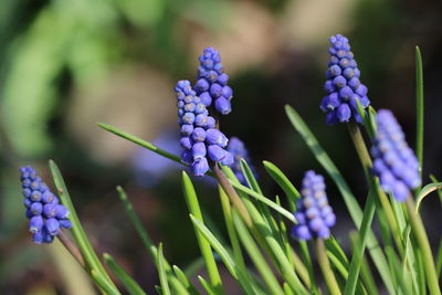 Close-up of purple flowering plants