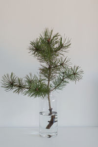 Pine twig in water