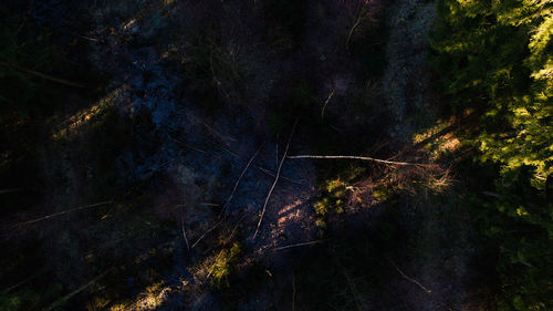 High angle view of trees in forest