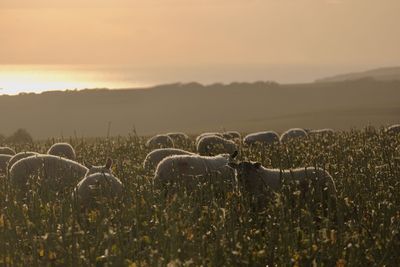 Sheep grazing in long grass with setting sun in the background. south downs national park