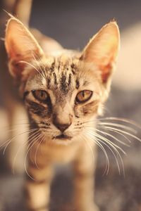 Close-up portrait of a cat