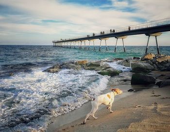 Dog on bridge over sea against sky