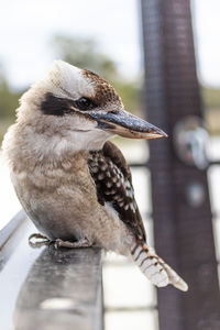 Close-up of kookaburra perching on wooden hand railing