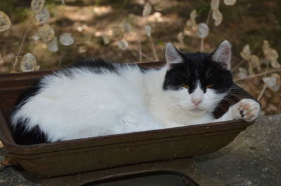 Close-up portrait of cat resting outdoors