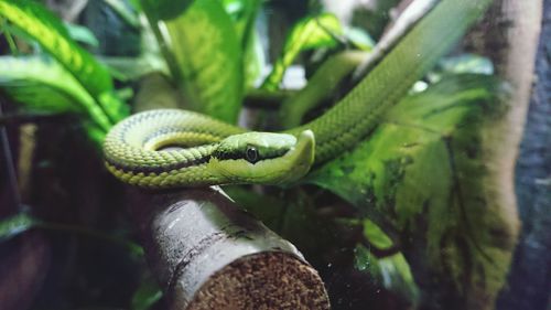 Close-up of lizard on plant