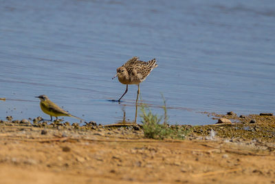 View of birds on beach