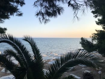 Palm trees on beach against sky during sunset