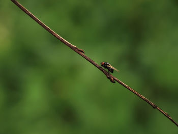 Close-up of dragonfly on plant