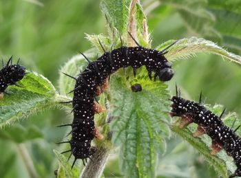 caterpillar