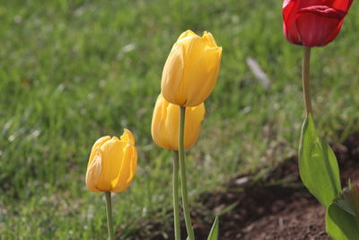 Close-up of yellow flowers blooming in field