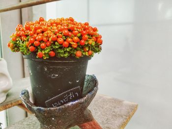 Close-up of flowers