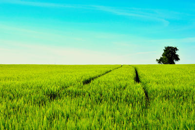 Scenic view of agricultural field against sky