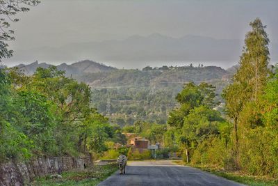 Road amidst trees and mountains against sky