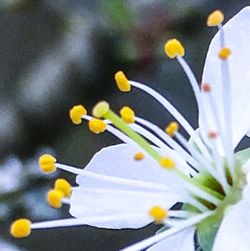 Close-up of yellow flower