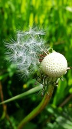 Close-up of dandelion against blurred background