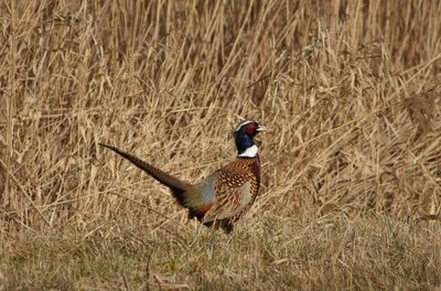 Side view of bird on field