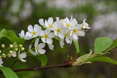 Close-up of white flowering plant