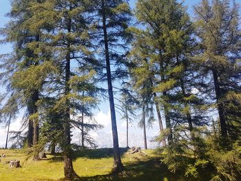 Low angle view of trees in forest