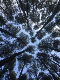 Low angle view of trees in forest