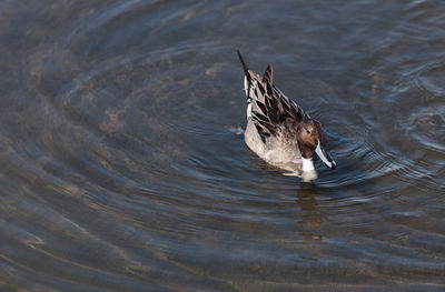 Close-up high angle view of bird in rippled water