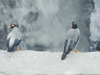 Close-up of bird perching on snow