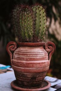 Close-up of cactus plant