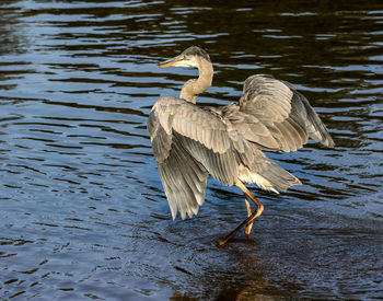 View of birds in lake