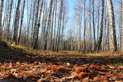 Surface level of trees in forest during autumn