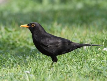 Close-up of a bird on grass