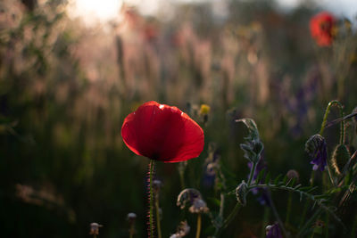 Close-up of red tulip