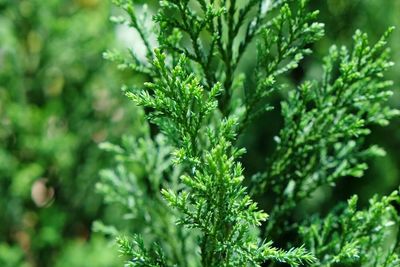 Close-up of plants growing outdoors