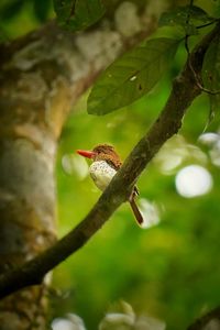 Close-up of bird perching on tree