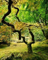 View of trees in forest