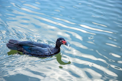 High angle view of swan swimming in lake