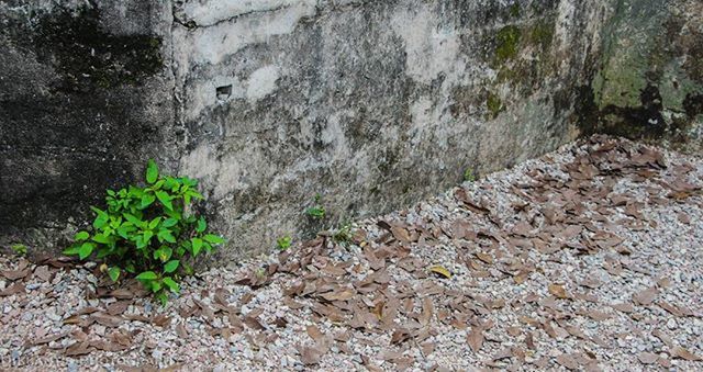 PLANTS GROWING ON ROCKS