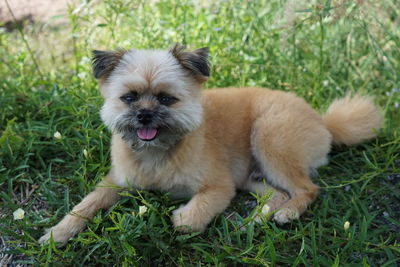 Portrait of puppy on field