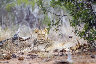 Portrait of big cat relaxing on land